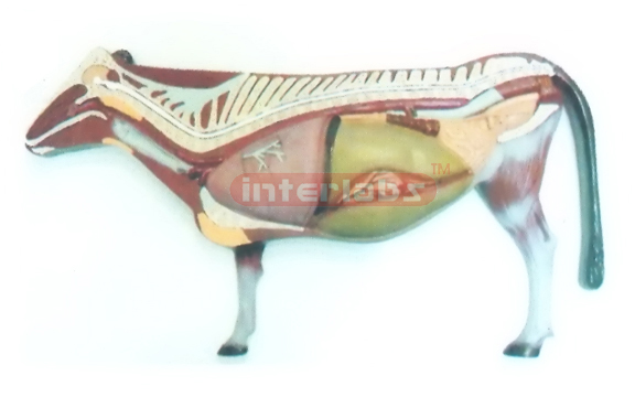 ANATOMICAL MODEL OF THE PIG WITH VERTICAL STAND AND BASE